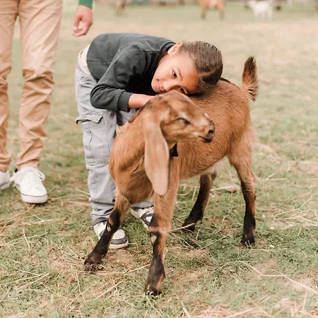 Lodge Roulotte Au Coeur Des Animaux - Sejour Insolite Champfrémont