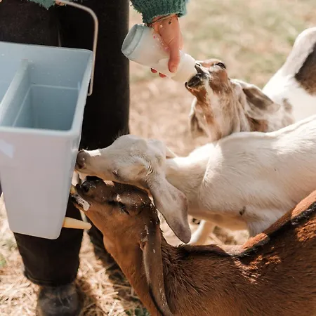 Roulotte Au Coeur Des Animaux - Insolite *